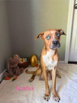 Pit Bull Terrier Dogs Available for Adoption - Acadia | PetCurious