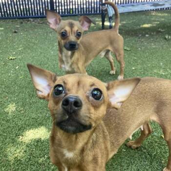 Cinco -  Chihuahua Dog for Adoption in Providence, Rhode Island - Cinco | PetCurious
