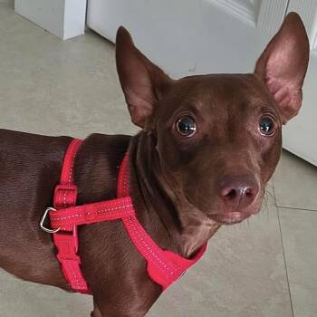 Bruno -  Rat Terrier Dog for Adoption in Fort Lauderdale, Florida - Bruno | PetCurious