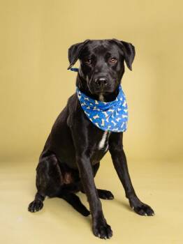 Mixed Breed Dogs Available for Adoption - Zippy | PetCurious