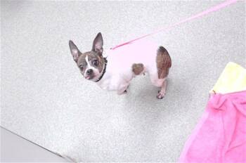 ASUKA -  Chihuahua and Mixed Breed Dog for Adoption in Omaha, Nebraska - ASUKA | PetCurious