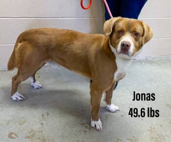 Rescue Australian Shepherd and Retriever Dogs for Adoption in Clearfield, Kentucky - Jonas | PetCurious
