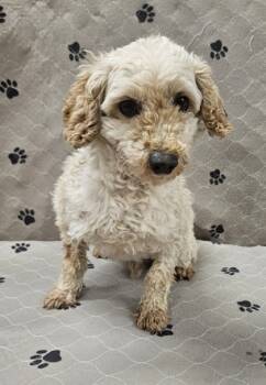 Rescue Poodle Dogs for Adoption in Malvern, Pennsylvania - Thomas | PetCurious