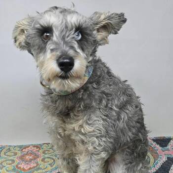 FOSTER NEEDED - Darcy -  Schnauzer and Mixed Breed Dog for Adoption - FOSTER NEEDED - Darcy | PetCurious