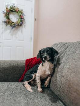 Dachshund Dogs Available for Adoption - Alexander | PetCurious