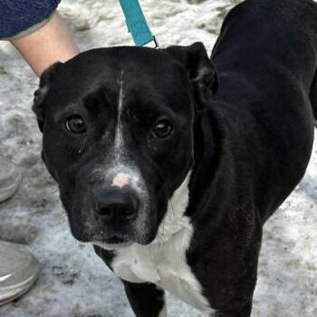 American Staffordshire Terrier Dogs Available for Adoption - Nova | PetCurious