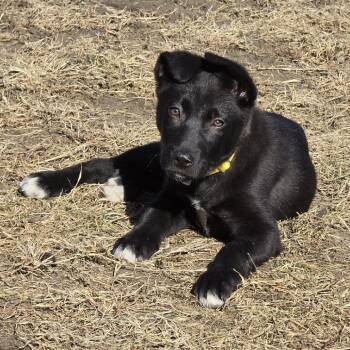 Mixed Breed Dogs Available for Adoption - Oakley | PetCurious