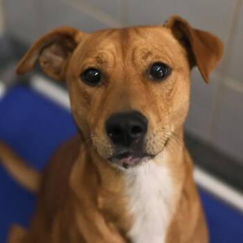 Hound Dogs Available for Adoption in San Antonio, Texas - RENY | PetCurious