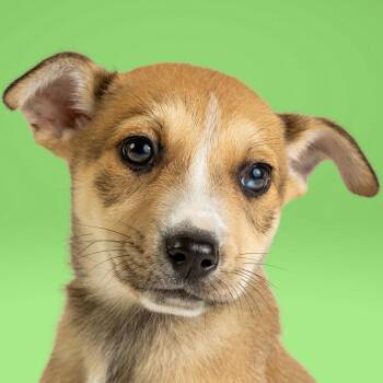 Husky Dogs Available for Adoption in Armonk, New York - AAD Upcoming Arrival!  Shrek - 26076 | PetCurious