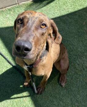 Tellerina -  Catahoula Leopard Dog Dog for Adoption in Sedalia, Colorado - Tellerina | PetCurious