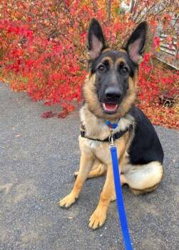 Moka -  Mixed Breed Dog for Adoption in Montreal, Quebec - Moka | PetCurious