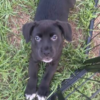 Rescue Labrador Retriever Dogs for Adoption in Savannah, Georgia - Derek Solis | PetCurious