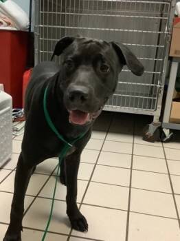Rescue Labrador Retriever and Mixed Breed Dogs for Adoption in Largo, Florida - Dash | PetCurious