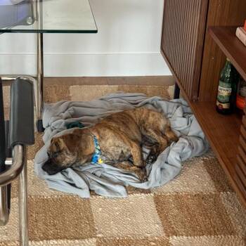 Kobe -  Chihuahua and Mixed Breed Dog for Adoption in San Diego, California - Kobe | PetCurious