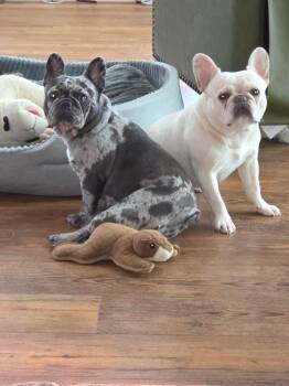 Pickles & Moo Moo -  French Bulldog Dog for Adoption in Belmar, New Jersey - Pickles & Moo Moo | PetCurious