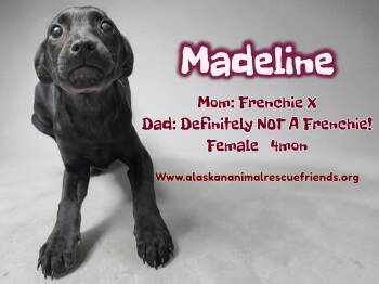 French Bulldog Dogs Available for Adoption in Anchorage, Alaska - Madeline | PetCurious