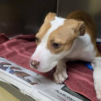 KALEB -  Pit Bull Terrier and Mixed Breed Dog for Adoption in St. Louis, Missouri - KALEB | PetCurious