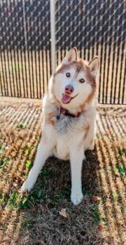 Rescue Husky Dogs for Adoption in Springfield, Tennessee - Marshall | PetCurious