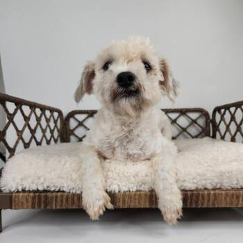 Kip -  Miniature Poodle Dog for Adoption in Fort Wayne, Indiana - Kip | PetCurious