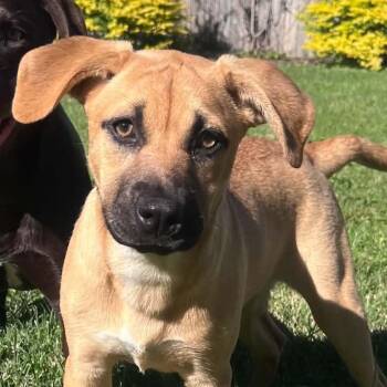 Croissant -  Shepherd and Hound Dog for Adoption in Richmond, Virginia - Croissant | PetCurious