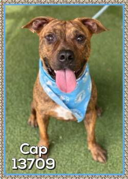 Rescue Plott Hound and Mountain Cur Dogs for Adoption in Marietta, Georgia - CAP | PetCurious
