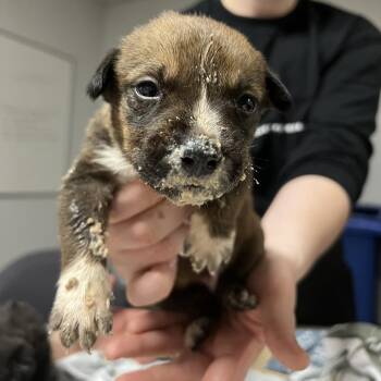Bruschetta -  Shepherd and Pit Bull Terrier Dog for Adoption in East St. Louis, Illinois - Bruschetta | PetCurious