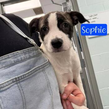 Callie Jo (Sophie) -  Rat Terrier and Border Collie Dog for Adoption in Parkersburg, West Virginia - Callie Jo (Sophie) | PetCurious