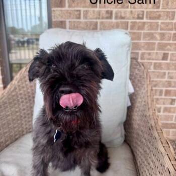 Uncle Sam -  Miniature Schnauzer Dog for Adoption in Broken Arrow, Oklahoma - Uncle Sam | PetCurious