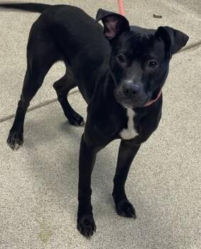 Labrador Retriever and Mixed Breed Dogs Available for Adoption in Tallahassee, Florida - MIDNIGHT | PetCurious