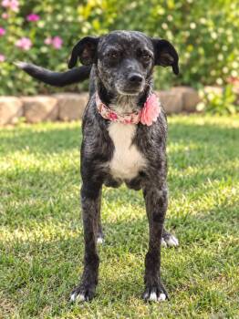 PEPPER GS -  Catahoula Leopard Dog Dog for Adoption in Lucas, Texas - PEPPER GS | PetCurious