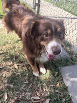 RANGER -  Australian Shepherd Dog for Adoption in Texas City, Texas - RANGER | PetCurious