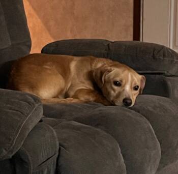 Rescue Boxer and Shih Tzu Dogs for Adoption in Albion, New York - Tobias | PetCurious