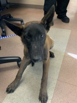 Rescue Belgian Shepherd Malinois Dogs for Adoption in San Jose, California - ROCKSTAR | PetCurious