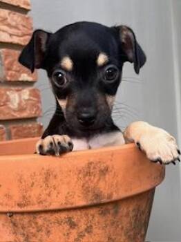 Chihuahua Dogs Available for Adoption in Edgecliff Village, Texas - THUNDER | PetCurious