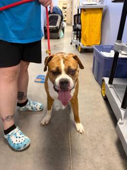 Otis -  Boxer Dog for Adoption in Liverpool, New York - Otis | PetCurious