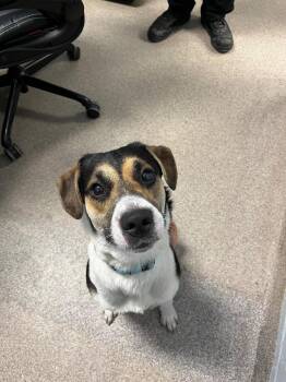 Trout -  Beagle and Collie Dog for Adoption in Troy, Ohio - Trout | PetCurious