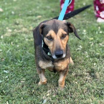Harold -  Dachshund Dog for Adoption in Spring, Texas - Harold | PetCurious