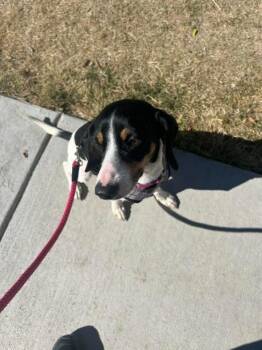 Beagle Dogs Available for Adoption - Sally | PetCurious