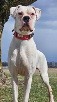 Boxer Dogs Available for Adoption in Huntington, Indiana - Mulligan | PetCurious