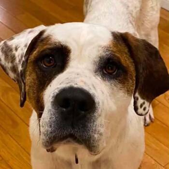 Spotty Dotty (20260625-05) -  Mastiff Dog for Adoption in Niagara Falls, Ontario - Spotty Dotty (20260625-05) | PetCurious