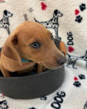 Yukon Light Blue collar -  Jack Russell Terrier Dog for Adoption in Syracuse, Indiana - Yukon Light Blue Collar | PetCurious