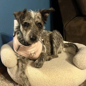 Mixed Breed Dogs Available for Adoption - Franny | PetCurious