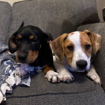 Kylo -  Rat Terrier and Basset Hound Dog for Adoption in Alma, Wisconsin - Kylo | PetCurious