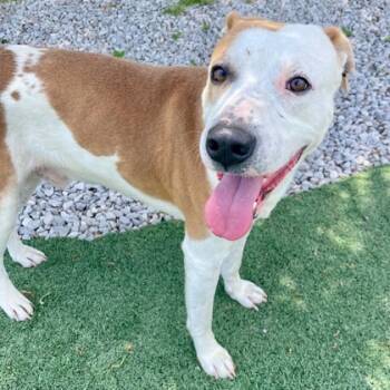 Rescue Mixed Breed Dogs for Adoption in Cincinnati, Ohio - Sonic | PetCurious