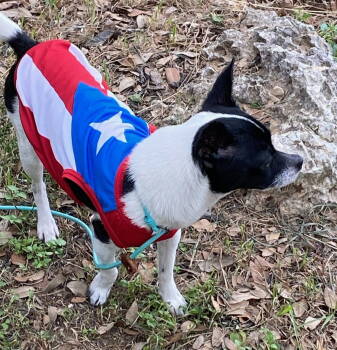 Rescue Chihuahua Dogs for Adoption in San Antonio, Texas - Clara Bow | PetCurious