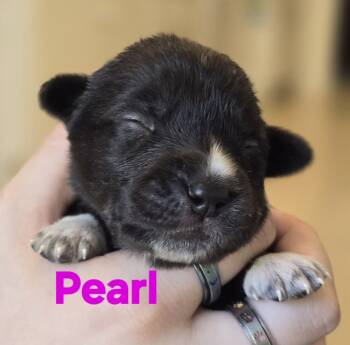Rescue Mixed Breed Dogs for Adoption in Dallas, Texas - Gem Stones: Pearl | PetCurious