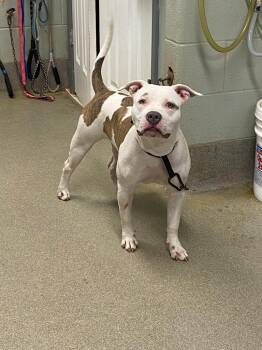 Pit Bull Terrier Dogs Available for Adoption in Hopkinsville, Kentucky - Angel/Hennessy | PetCurious