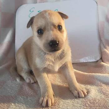 Rescue German Shepherd Dog Dogs for Adoption in Lucas, Texas - ESME GS | PetCurious