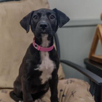 Labrador Retriever Dogs Available for Adoption in Pawling, New York - Josie | PetCurious