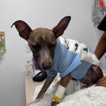 Phoebe -  Pit Bull Terrier and Mixed Breed Dog for Adoption in Austin, Texas - Phoebe | PetCurious